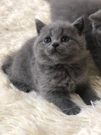 Gattini British short hair
