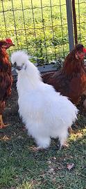 Copia Moroseta, gallo e gallina