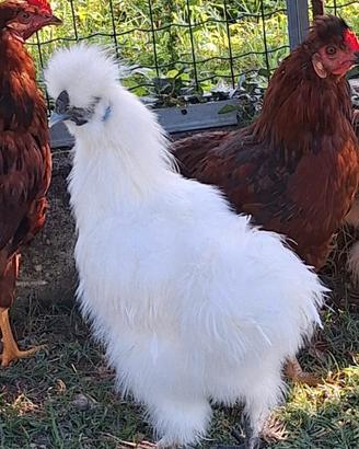 Copia Moroseta, gallo e gallina