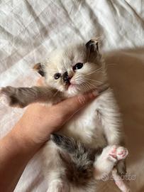 Gattine Ragdoll morbidissime e stupende