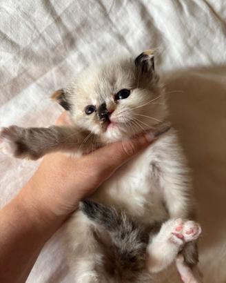 Gattine Ragdoll morbidissime e stupende