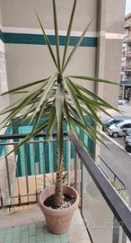Pianta Yucca H 1m