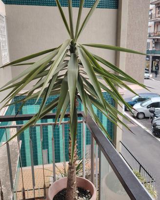 Pianta Yucca H 1m
