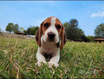 Beagle cuccioli tricolore