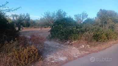 terreno agricolo