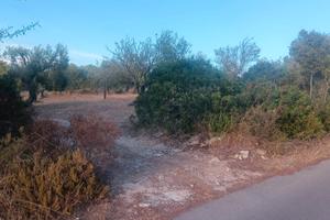 terreno agricolo