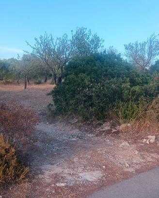 terreno agricolo