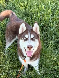 Siberian Husky Chocolate