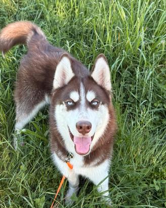 Siberian Husky Chocolate