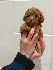 stupendi cuccioli di  barboncino toy red