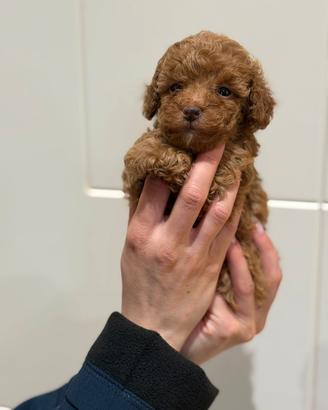 stupendi cuccioli di  barboncino toy red