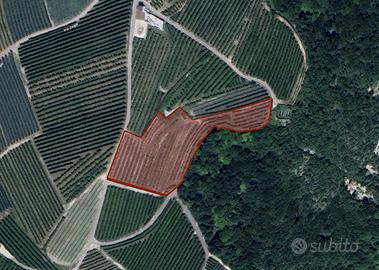 Frutteto produttivo 5.380 m² con bosco