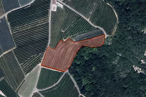 Frutteto produttivo 5.380 m² con bosco