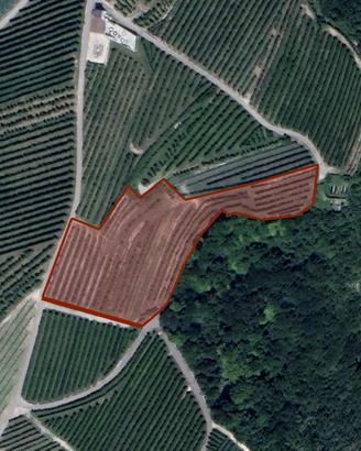 Frutteto produttivo 5.380 m² con bosco