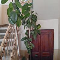 Piante da arredamento