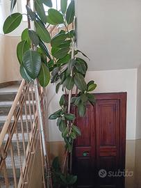 Piante da arredamento