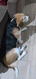 Cane beagle