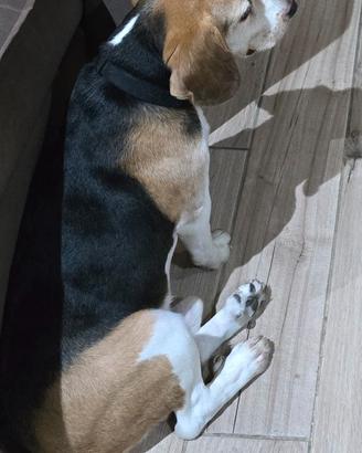 Cane beagle