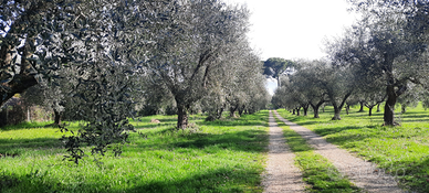 Terreno edificabile Fiano Romano