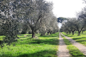 Terreno edificabile Fiano Romano