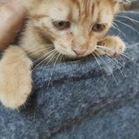Gatto gattini arancio