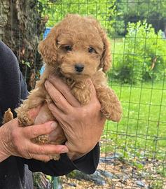 Cuccioli di barboncino