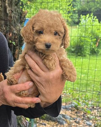 Cuccioli di barboncino
