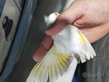 Cardellino