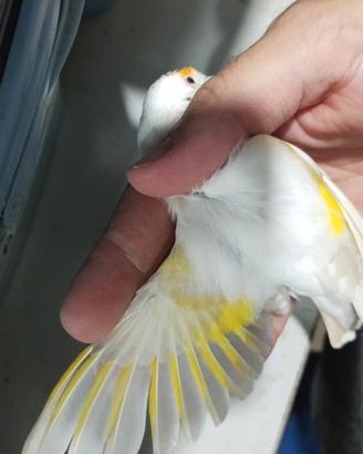 Cardellino