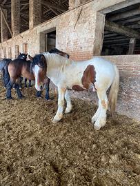 Puledro pezzato con occhio azzurro