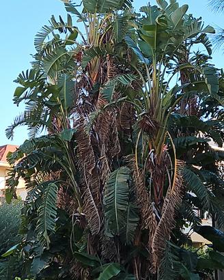 pianta di sterlizia Augusta