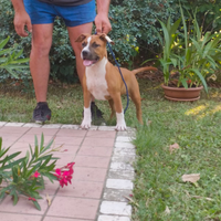 Cucciolo di Amstaff