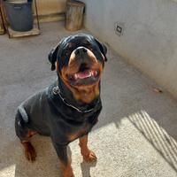 Stallone rottweiler