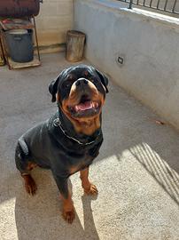 Stallone rottweiler