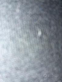 CERC0 da Acqustare Mini lop maschio