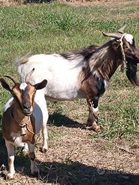 Coppia caprette tibetane