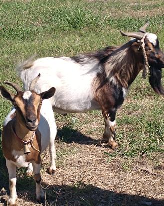 Coppia caprette tibetane
