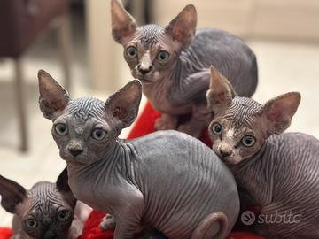 Ultimi cuccioli Sphynx