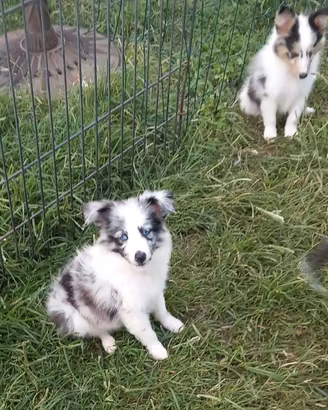 Pastore dello shetland il mini lassie