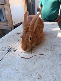 Coniglio fulvio di borgogna