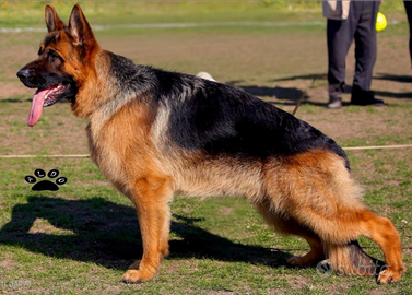 Solo pastore tedesco