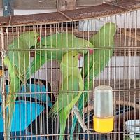 Parrocchetti dal collare