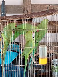 Parrocchetti dal collare