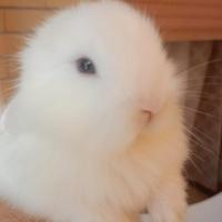 Coniglietti ariete e teste leone