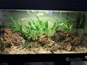 Microsorum e cryptocorine