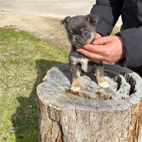 Cucciolo di Chihuahua