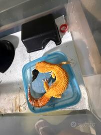 Geco leopardino