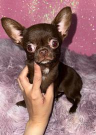 Chihuahua femmina