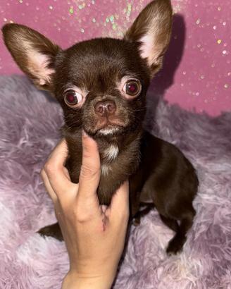 Chihuahua femmina