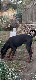 Dobermann